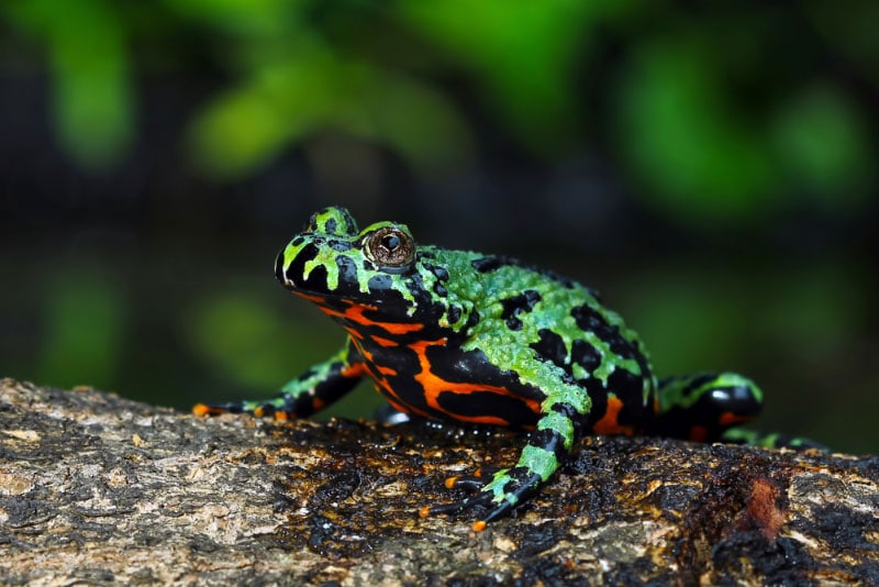 oriental fire bellied toad on a log