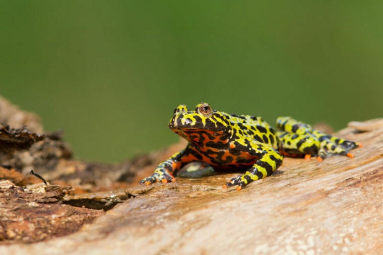 Oriental Fire-Bellied Toad Care Guide: Lifespan, Diet, Pictures & More ...