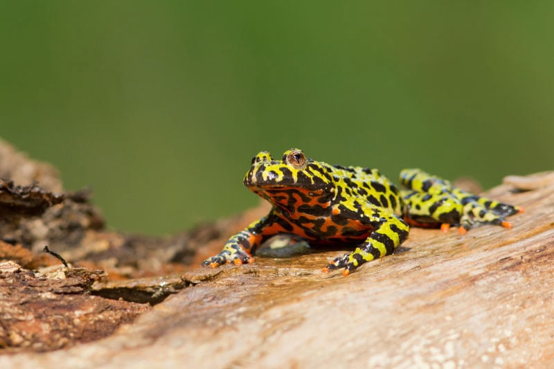 oriental fire bellied toad on a log
