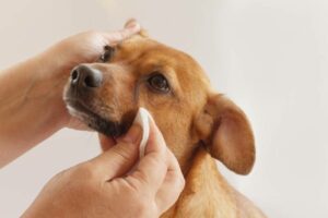 How to Clean Dog Eye Boogers: 7 Vet Approved Steps | Hepper Pet Resources