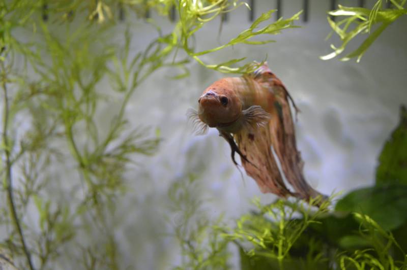 peach dalmatian male betta fish