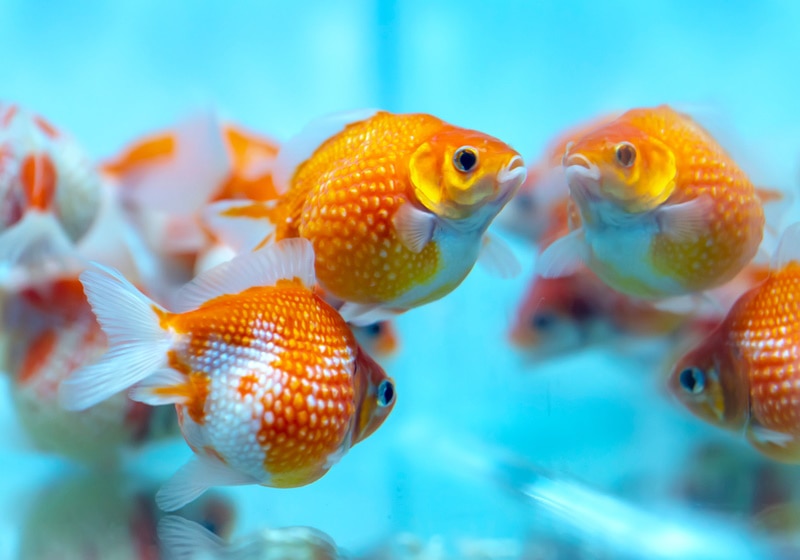 pearllscale goldfish