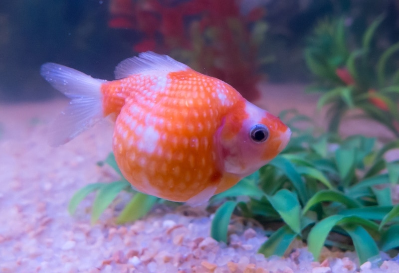 pearlscale goldfish in aquarium