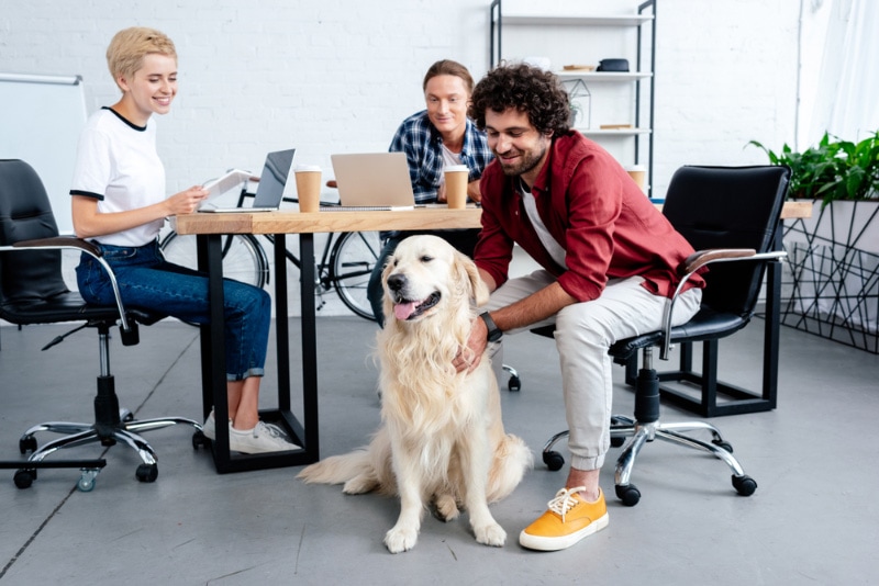 people looking at dog while working in office