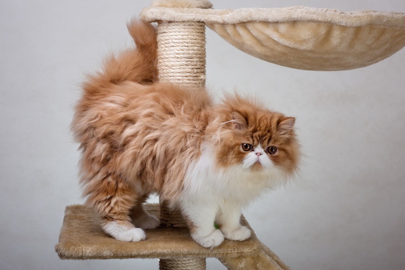 persian kitten on cat tree