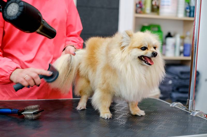 pomeranian dog being groomed at the salon