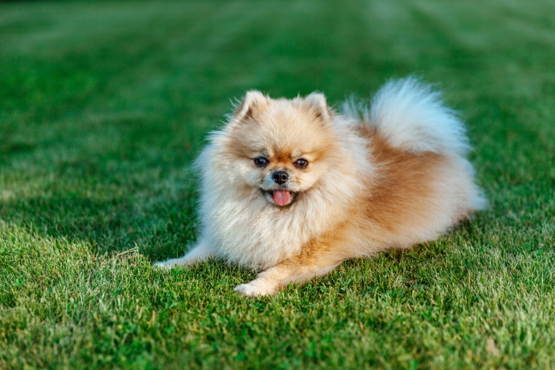 pomeranian dog lying at the indoor park