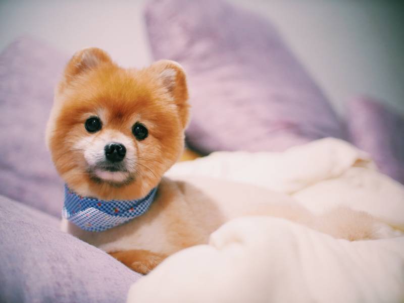 pomeranian dog with teddy bear haircut