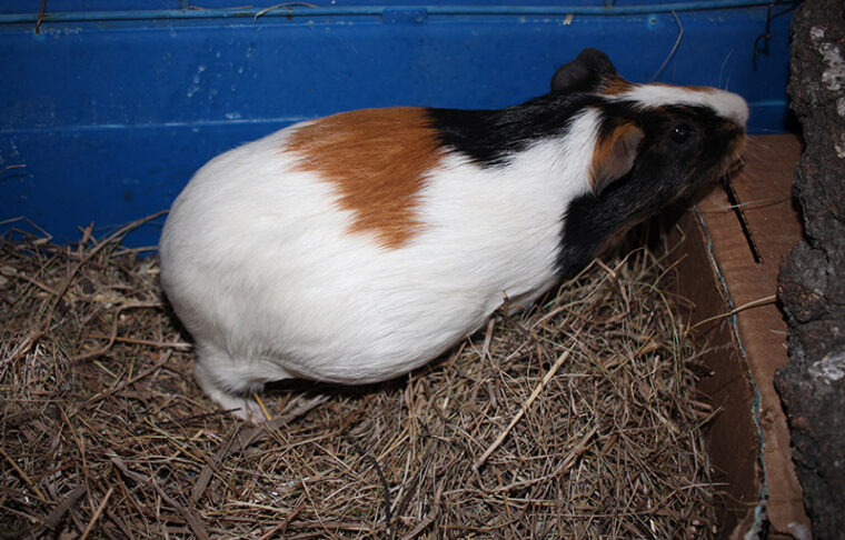 Guinea Pig Pregnancy: Stages of Reproduction & Care (Vet-Approved ...
