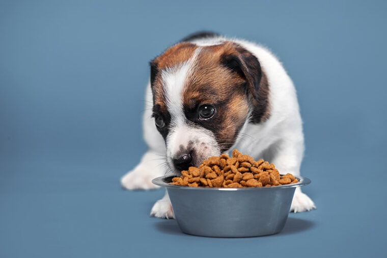 Why Does My Puppy Eat So Fast? Our Vet Explains 5 Typical Reasons ...