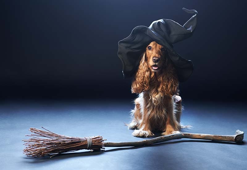 red dog sitting in a witches hat