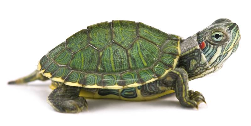 red ear tortoise isolated on white