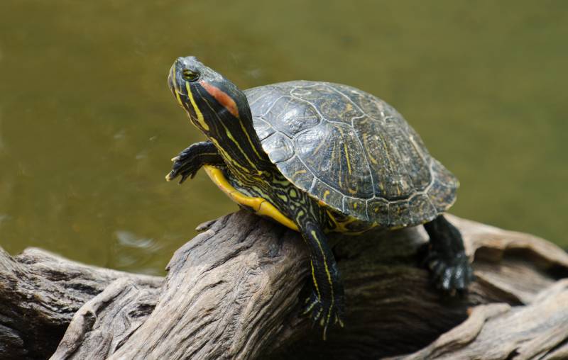 red-eared slider turtle basking in the sun on a dead branch
