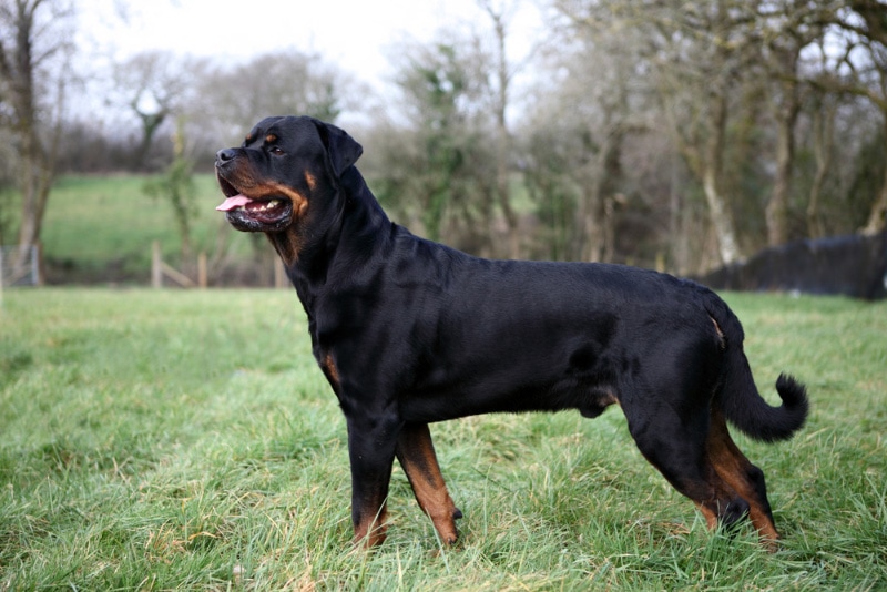 rottweiler dog standing on grass