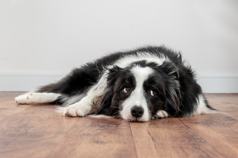 sad and worried dog lying on a wood floor