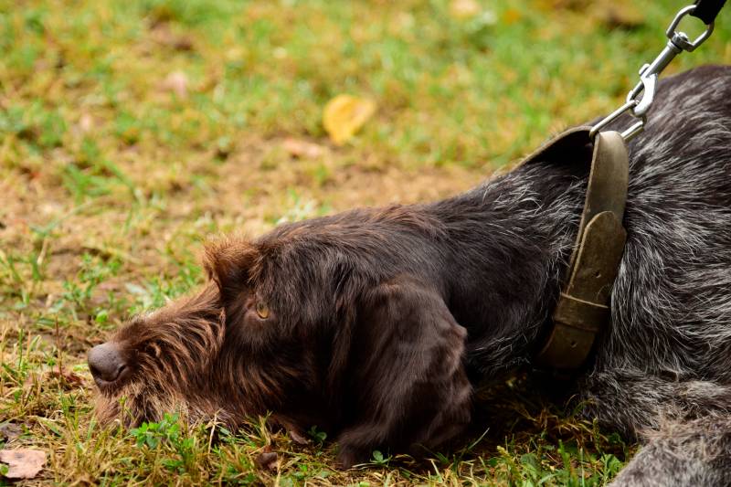 sad german wirehaired pointer dog lying on the ground