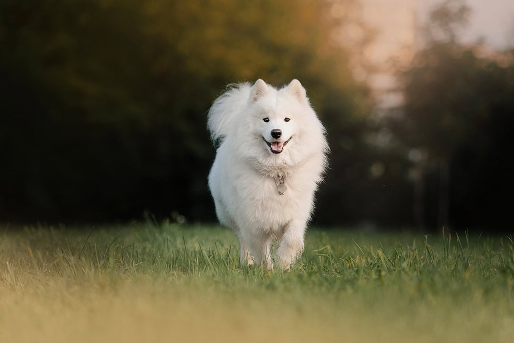 samoyed dog running outdoor