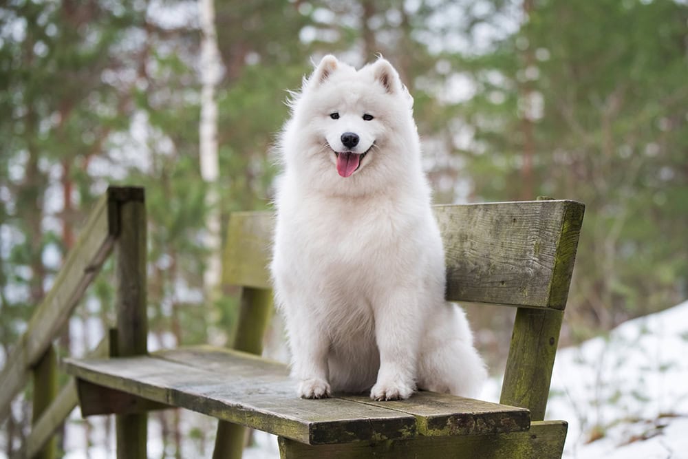 samoyed dog sitting on the bench