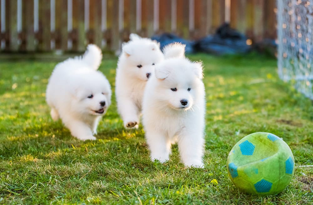 Samoyed puppies playing outdoor