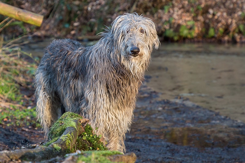 scottish deerhound dog near a pond