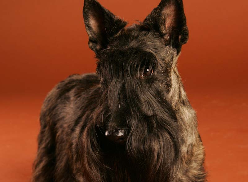scottish terrier closeup isolated on brown studio background