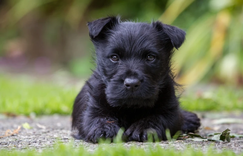 scottish terrier puppy dog lying down outdoors