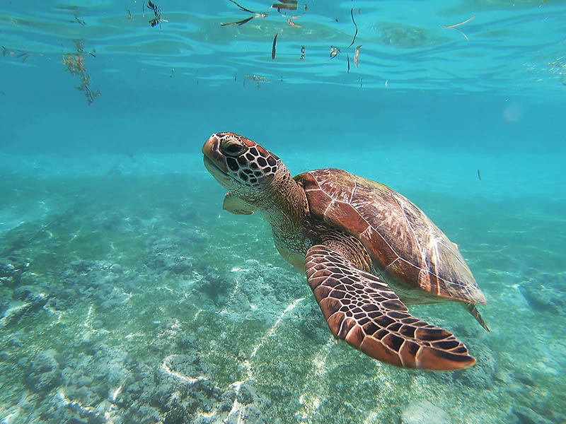 sea turtle swimming under the sea