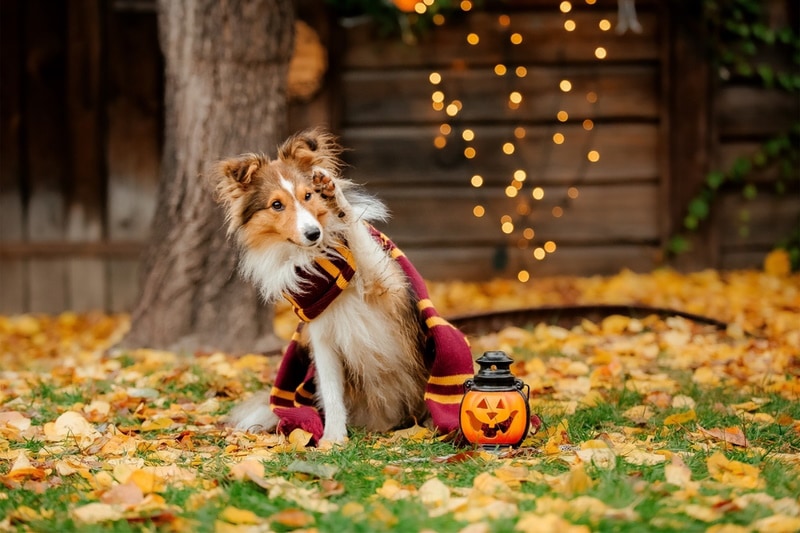 shetland sheepdog with costume