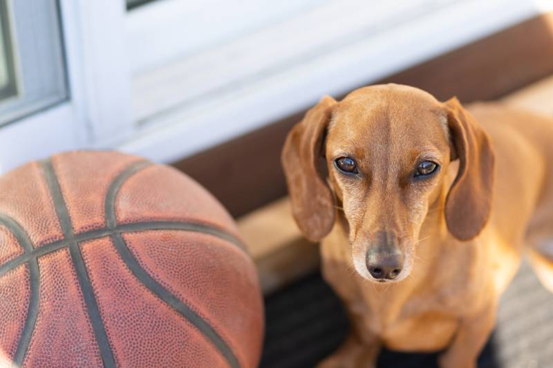 short dog with a basketball outside