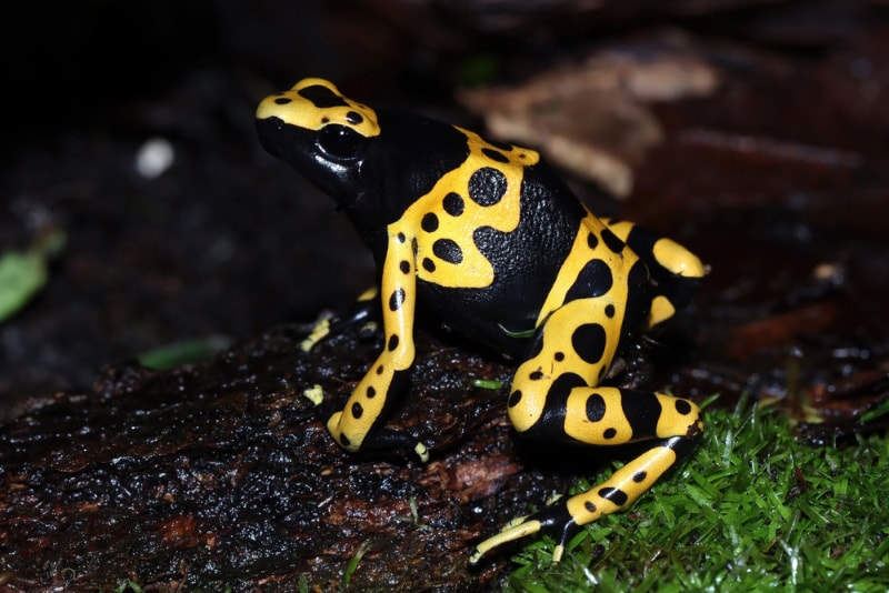 side view of bumblebee dart frog