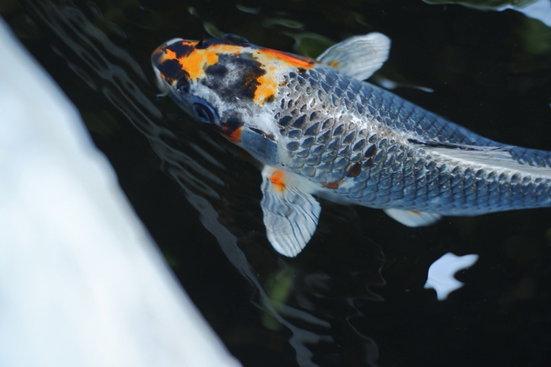 silver koi fish with orange, yellow and black patterns