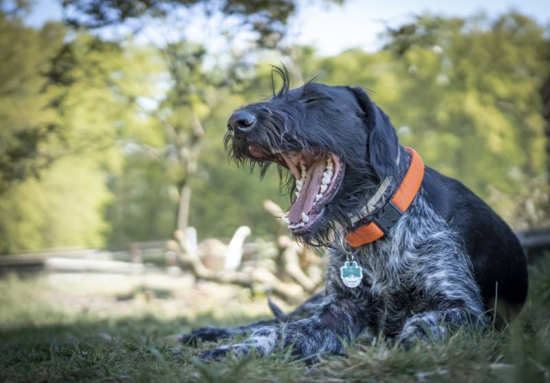 sleepy young German Wirehaired Pointer dog outdoors