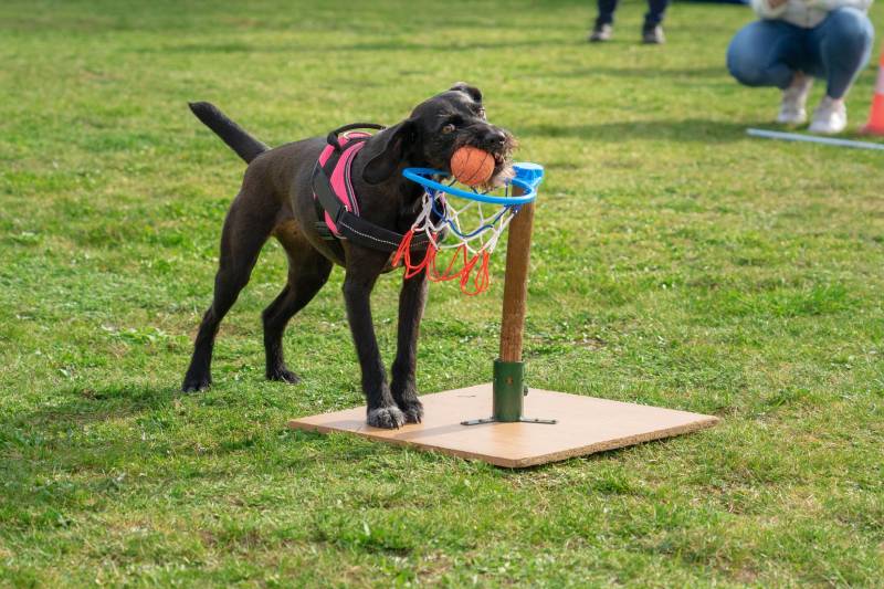 smart dog scoring with basketball on a dog show