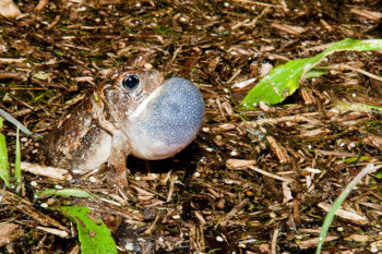 Toad Slipping Why Do Toads Croak? 6 Common Reasons | Hepper Pet Resources