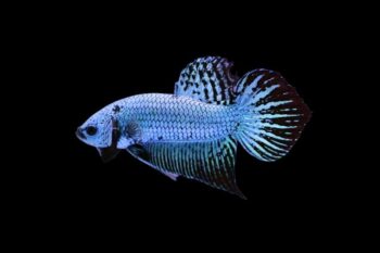 25 Types of Betta Fish: Breeds, Patterns, Colors & Tails (With Info ...