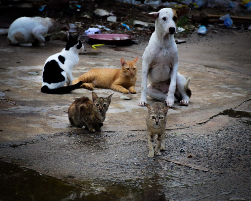 stray cats and dog