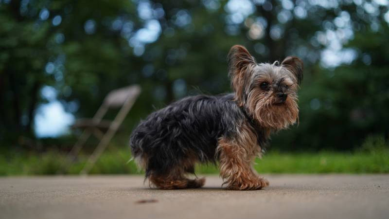 teacup yorkie dog outside with bokeh