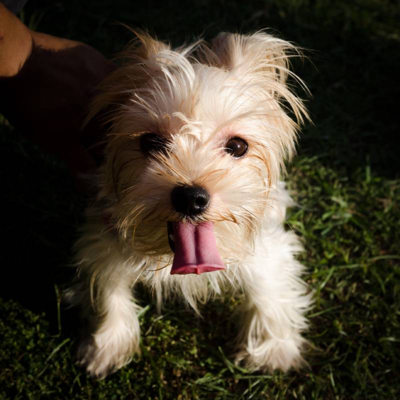 teacup yorkie dog standing on the grass