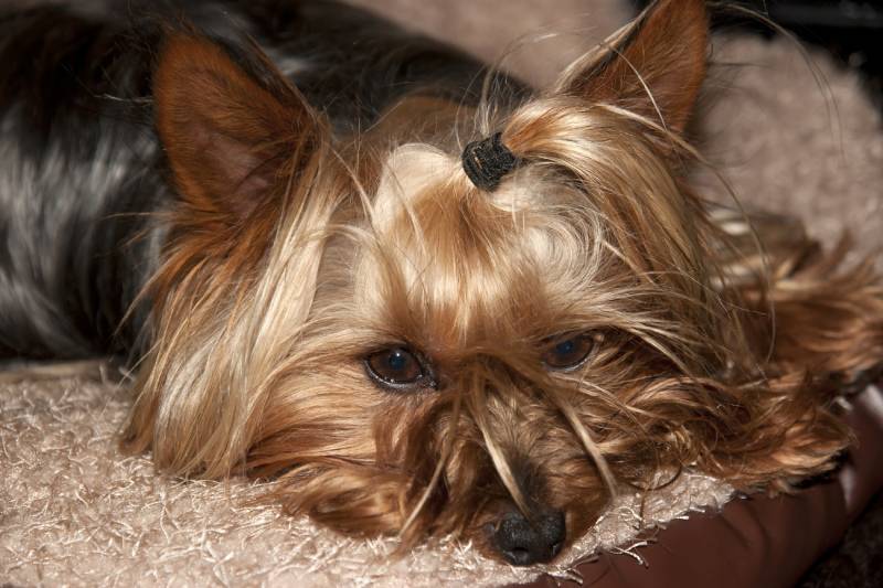 teacup yorkie terrier resting in its basket