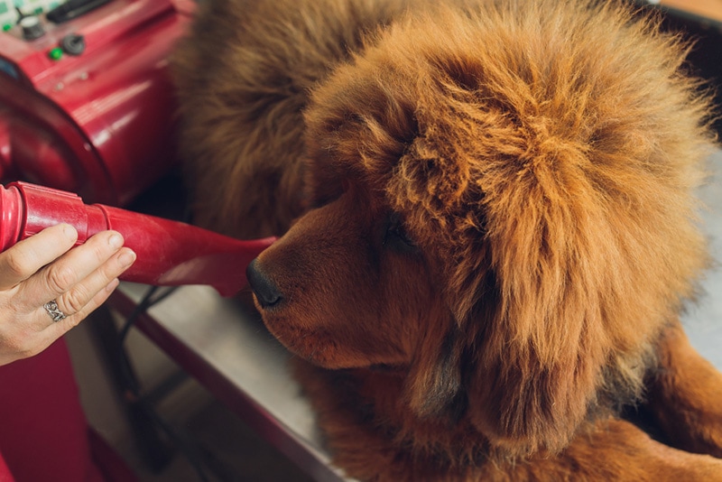 tibetan mastiff grooming dog