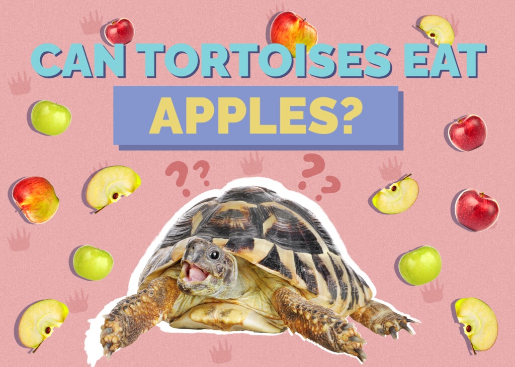tortoise-apples