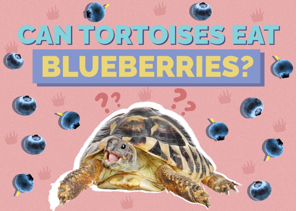 tortoise-blueberries