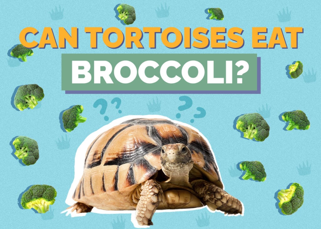 tortoise-broccoli