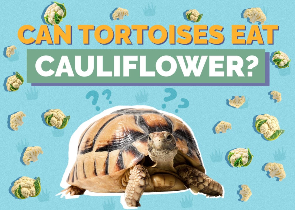 tortoise-cauliflower