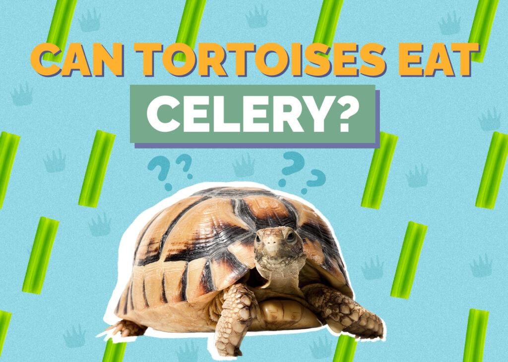 tortoise-celery