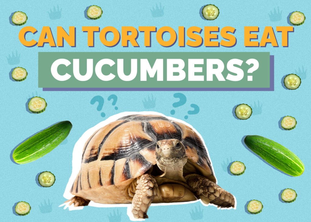 tortoise-cucumber