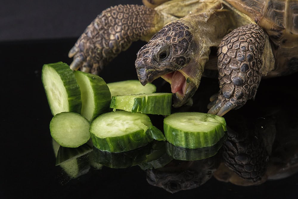 Tortoise eating cucumber slices