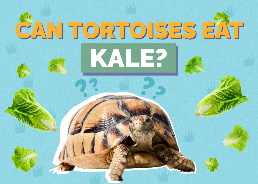 tortoise-kale