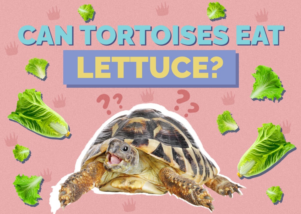 tortoise-lettuce