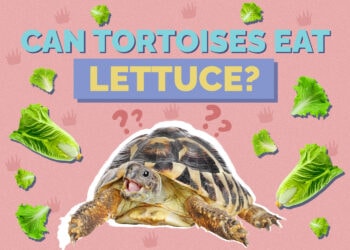 Can Tortoises Eat Lettuce? Vet-Reviewed Nutrition Facts & FAQ Hepper